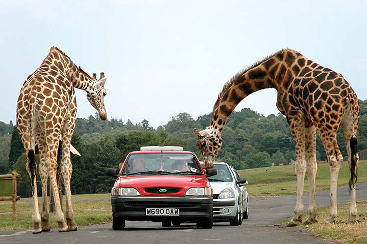 West Midland Safari Park